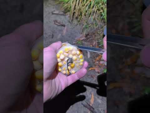 Видео: Закинув донку на горох#fishing 