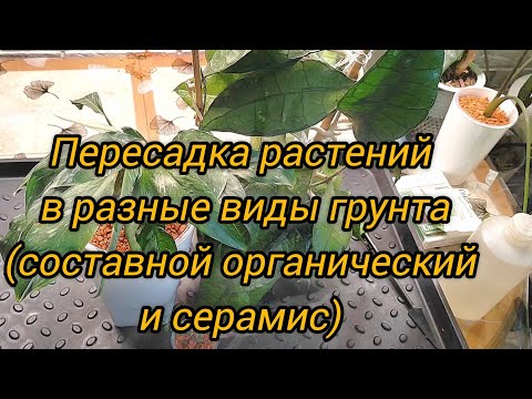 Видео: Пересадка растений в разные виды грунта (составной органический и серамис)