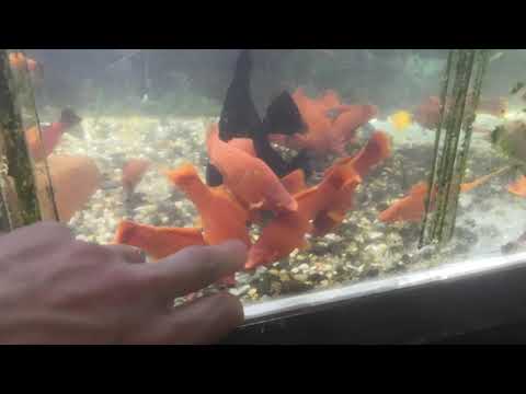 Видео: Купил новый корм для рыб