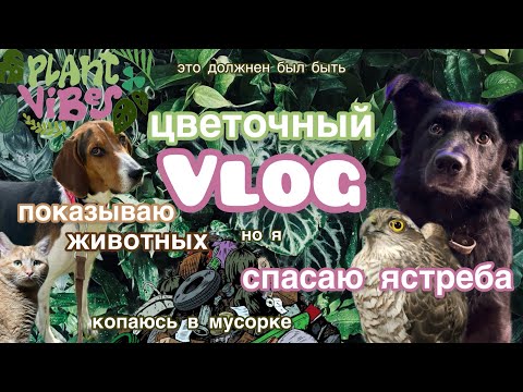 Видео: Обзор фитостены | коллекция растений | разговор по душам