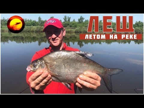 Видео: Ловля леща на фидер / Рыбалка на реке / Как ловить леща? / Лещ на Оке летом