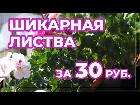 Видео: Сульфат магния для герани. Магнезия для пеларгоний.