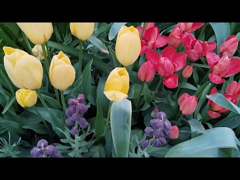 Видео: Цветы на втором ,пока ещё моём участке
