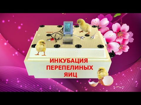 Видео: Инкубация перепелиных яиц