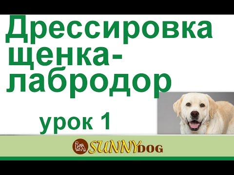 Видео: Дрессировка щенка 1 урок Дрессировка лабрадора щенка 1 урок