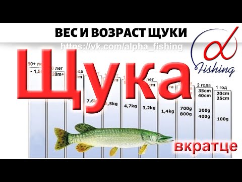 Видео: Щука. Вкратце / Вес и возраст щуки / Ловля щуки спиннингом