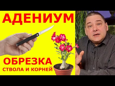 Видео: Обрезка адениума. Тонкости и важные моменты