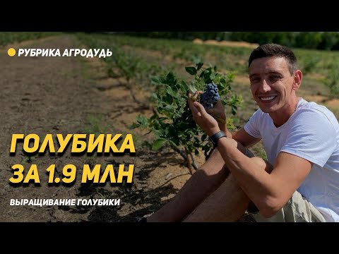 Видео: Почему ГОЛУБИКА - это высокорентабельный бизнес?!