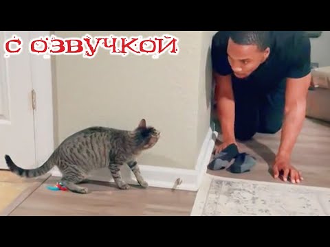 Видео: Приколы с котами! С ОЗВУЧКОЙ! Смешные коты! Самые СМЕШНЫЕ ЖИВОТНЫЕ! 2025