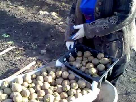 Видео: Сажаем картошку. часть 2.mp4