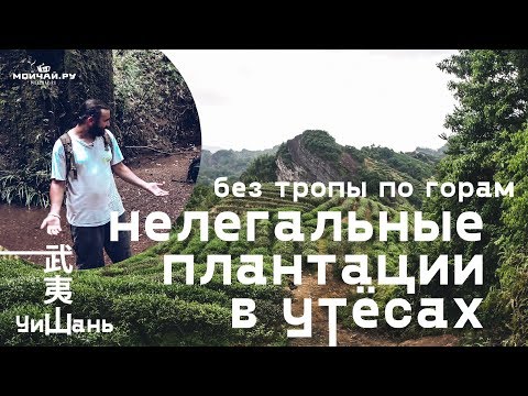 Видео: Нелегальные плантации в утёсах. Уишань. Без тропы по горам