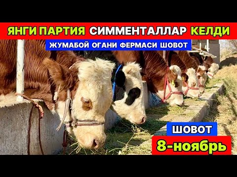 Видео: ЖУМАБОЙ ОҒА ФЕРМАСИГА ЯНГИ ПАРТИЯ СИММЕНТАЛЛАР КЕЛДИ ШОВОТ 8-ноября 2025 г.