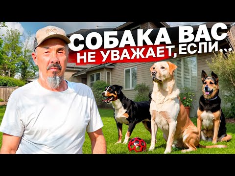 Видео: Как усмирить собаку без слов