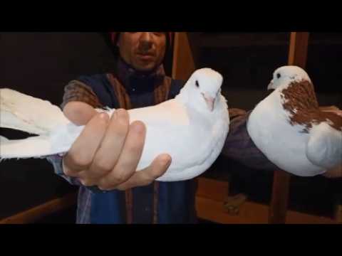 Видео: Что это за голуби?