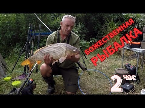 Видео: Рыбалка 2024 на Днестре,Вот это САЗАН Бешеный на Макушатник Рыбалка с ночёвкой