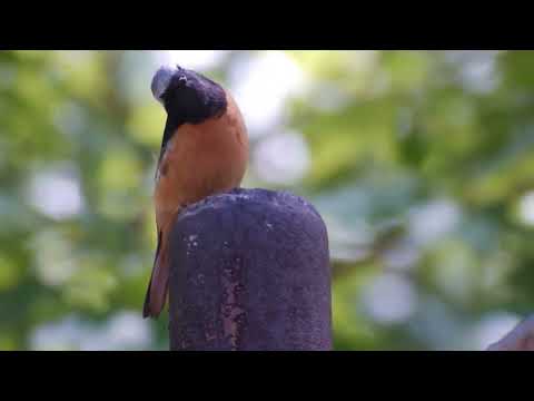 Видео: Птицы. 37 видов птиц, примеры их голосов. Birds. 37 species of birds, examples of their votes.