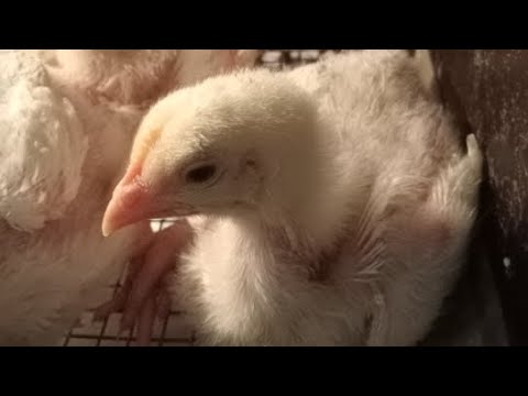 Видео: "Русские бройлеры"14 дней в квартире в прямом эфире! Ежедневный стрим!