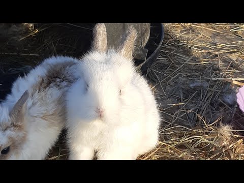 Видео: Клолики🐇🐇🐇 #ЗоопаркЗверятово #СтраусинаяФерма #ДеревняЕлимбетово