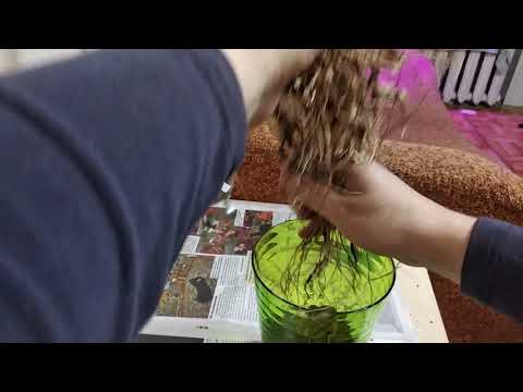 Видео: Спасение Цимбидиума