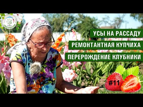 Видео: Рассада клубники.  Перерождение сорта.  Советы по уходу за клубникой.