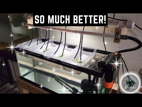 Видео: СИСТЕМА ВЫРАЩИВАНИЯ МАСТЕРА-БРИДЕРА ДИНА! (НОВАЯ И УЛУЧШЕННАЯ!)