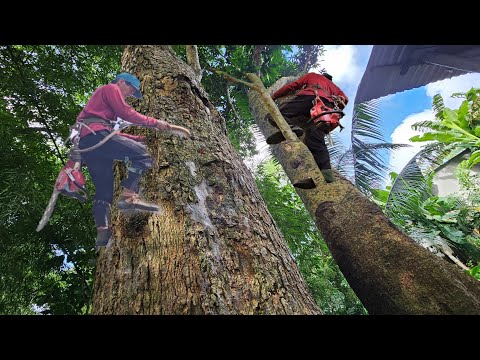Видео: Спиливание большого дерева тамаринда с множеством кокосовых плодов, рядом с домом, слишком сложно...