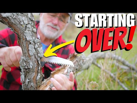 Видео: ПЕРЕСТАНЬТЕ выращивать ЭТИ виды ФРУКТОВЫХ ДЕРЕВЬЕВ и выращивайте…