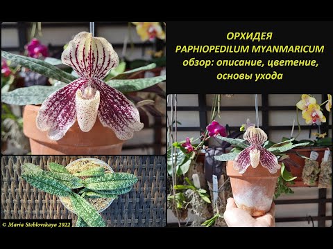 Видео: ОРХИДЕЯ PAPHIOPEDILUM MYANMARICUM - обзор: описание, цветение, основы ухода