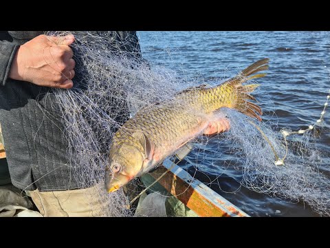 Видео: КРУПНЫЙ САЗАН РВЕТ СНАСТИ! РЫБАЛКА СЕТЯМИ НА АМУРЕ!