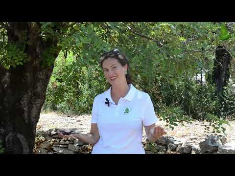 Видео: Рожковое дерево