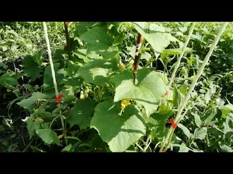 Видео: Колышки для подвязывания из стеклоарматуры.