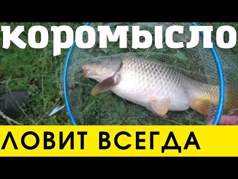 Видео: Эта снасть ловит везде. КОРОМЫСЛО Оснастка, рецепт каши, рыбалка