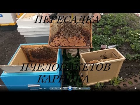 Видео: Пересадка пчелопакетов Карника 12.05.18
