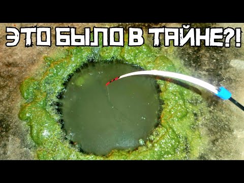 Видео: СЕКРЕТНАЯ ВОНЬ ЛОВИТ! Напорол рыбы в ГЛУХОЗИМЬЕ на СТРАШНЫЙ ЗАПАХ! Рыбалка 2025.