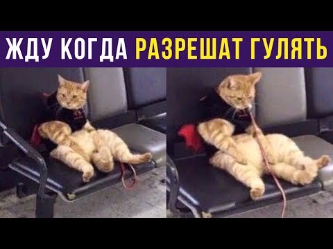Видео: Приколы. Кот ждёт, когда можно гулять | Мемозг #238
