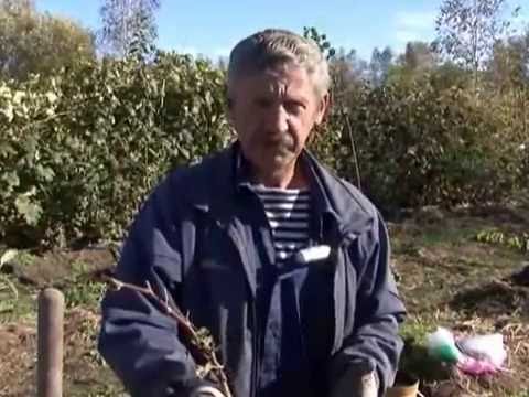 Видео: Зеленый сад фильм № 139 от 12.10.2013г. г.Хабаровск (zeleniisad.ru)