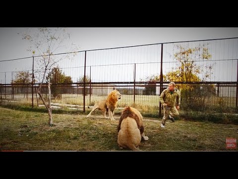 Видео: Человек убегает от РАЗЪЯРЕННОГО ЛЬВА!