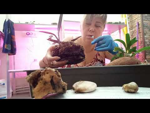 Видео: Пересадка Орхидей , Друзья добавляйтесь на Дзен и ВК  ссылки под видео .