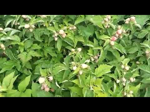 Видео: Малина Таруса - начало плодоношения и результат прищипки молодых побегов на 22.06.2021г.
