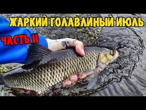 Видео: Жаркий голавлиный июль, день JACKALL HAMA-KU-RU SPIDER