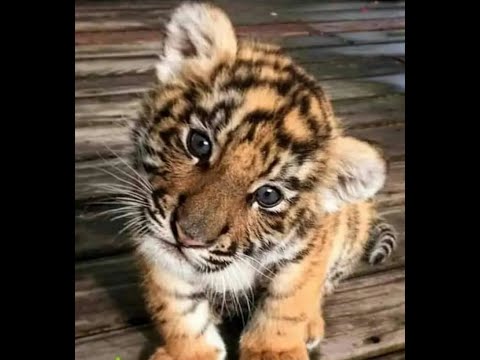 Видео: 🐕 Новые смешные видео с животными для поднятия настроения! 🐈 Вы будете смеяться! 😺