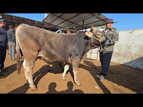 Видео: 6 сентября 2025 Г.ШАНБЕ БОЗОР МОЛБОЗОРИ ХУЧАНД ХУДЖАНД ТОЖИКИСТОН molbozor 