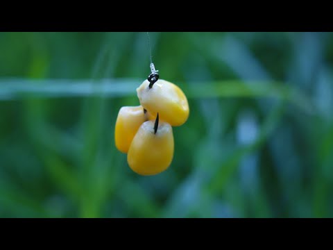 Видео: Укрупнил карася кукурузой, рыбалка на фидерную снасть с поклёвками рыбы