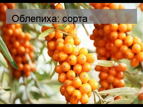 Видео: Облепиха: сорта