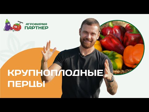 Видео: Крупноплодные перцы вырастить легко #дача #огород