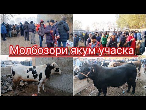 Видео: 12 ноября 2025 МОЛБОЗОРИ Н МАСТЧОХ БОЗОРИ ЯКУМ УЧАСКА ХАТМАН ЛАЙКОРА ЗАНЕД ОБУНАШЕД ДУСТОН 