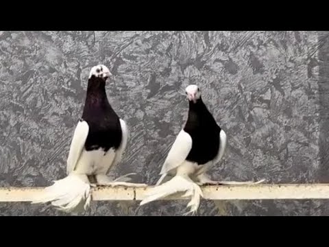 Видео: 23.Fevral Чорсу каптар бозори.