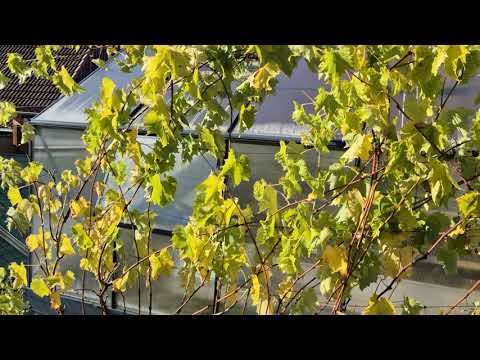 Видео: Обрезка плодовых, подготовка к зиме.