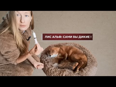 Видео: Как давать диким животным витамины