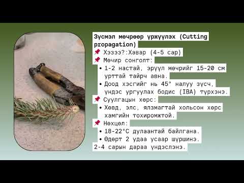Видео: хар мод үржүүлэх арга